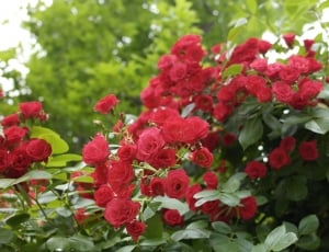 Red, Plants, Nature, Rose, Flowers, flower, growth thumbnail