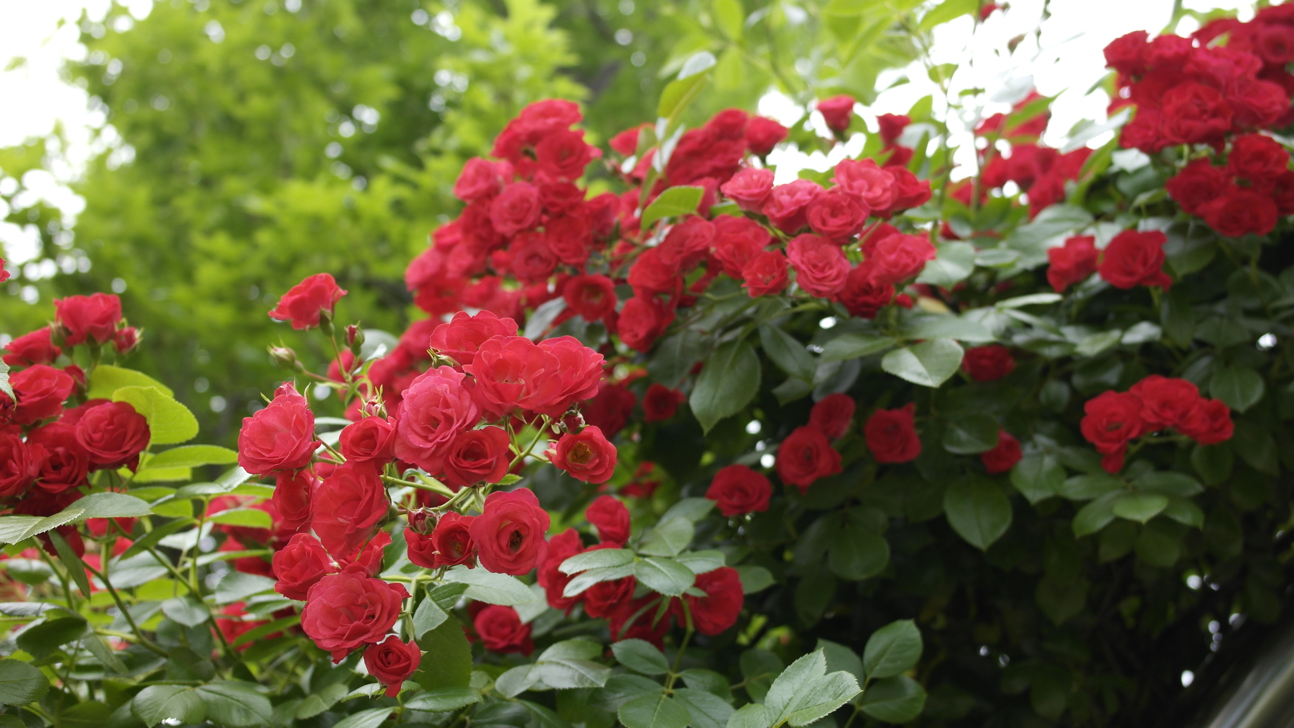 Red, Plants, Nature, Rose, Flowers, flower, growth