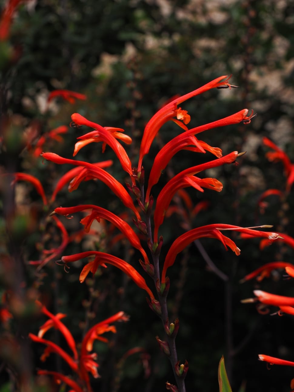 Garden Montbretia, Flower, Inflorescence, red, growth preview