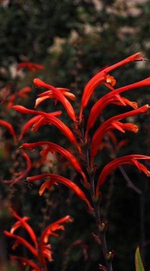 Garden Montbretia, Flower, Inflorescence, red, growth thumbnail