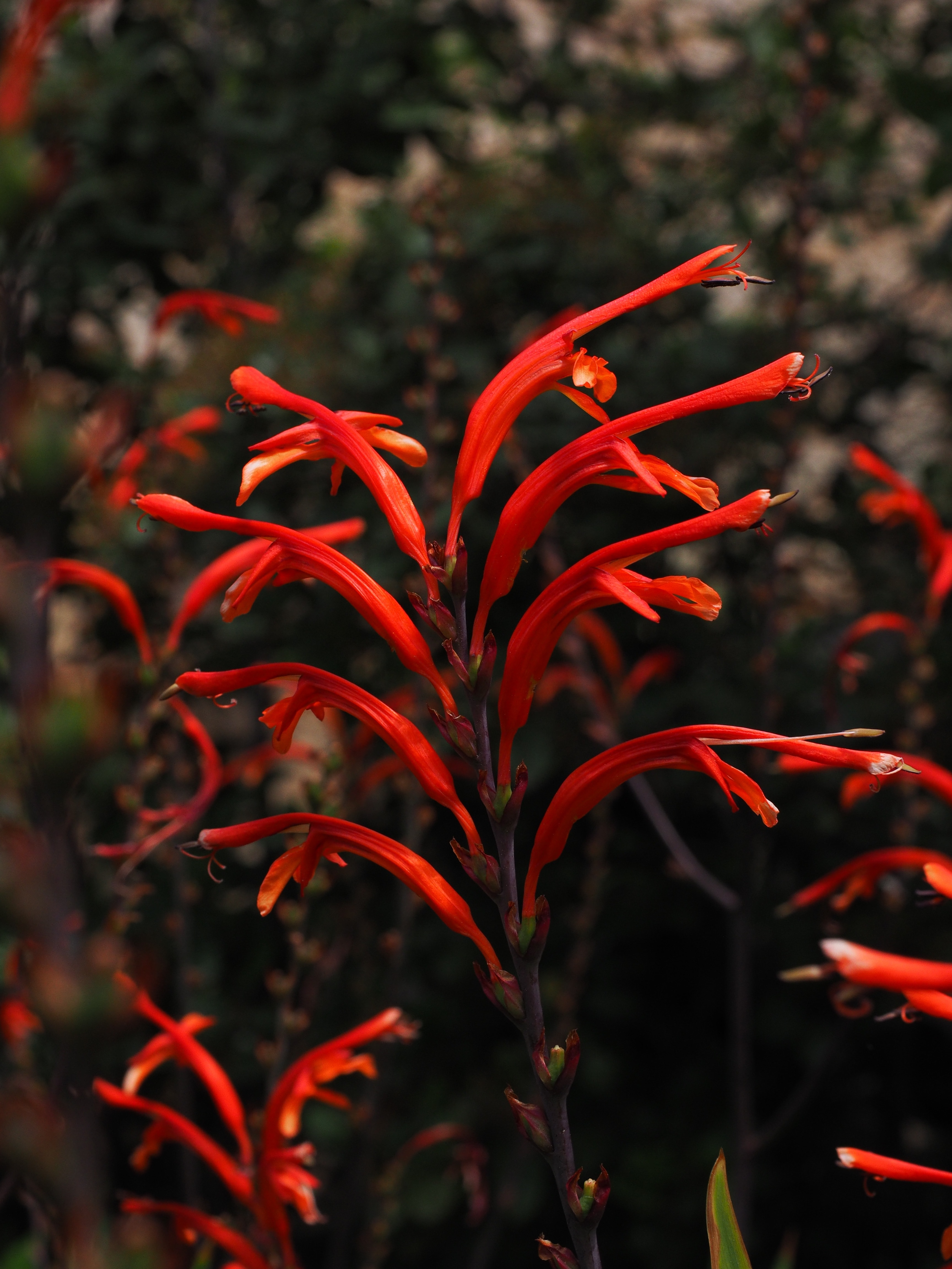 Garden Montbretia, Flower, Inflorescence, red, growth