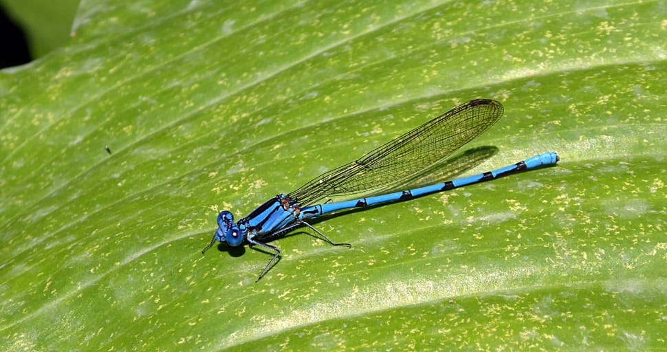 blue and black damselfly preview