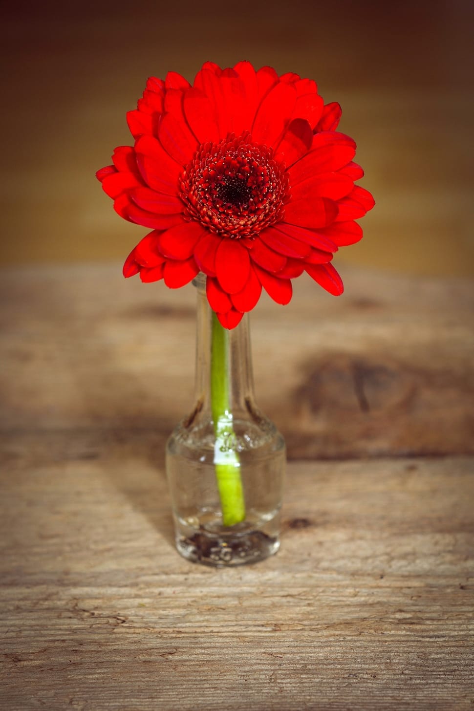 red daisy flower preview