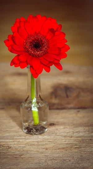 red daisy flower thumbnail