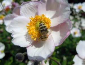 white pink flower and bee thumbnail