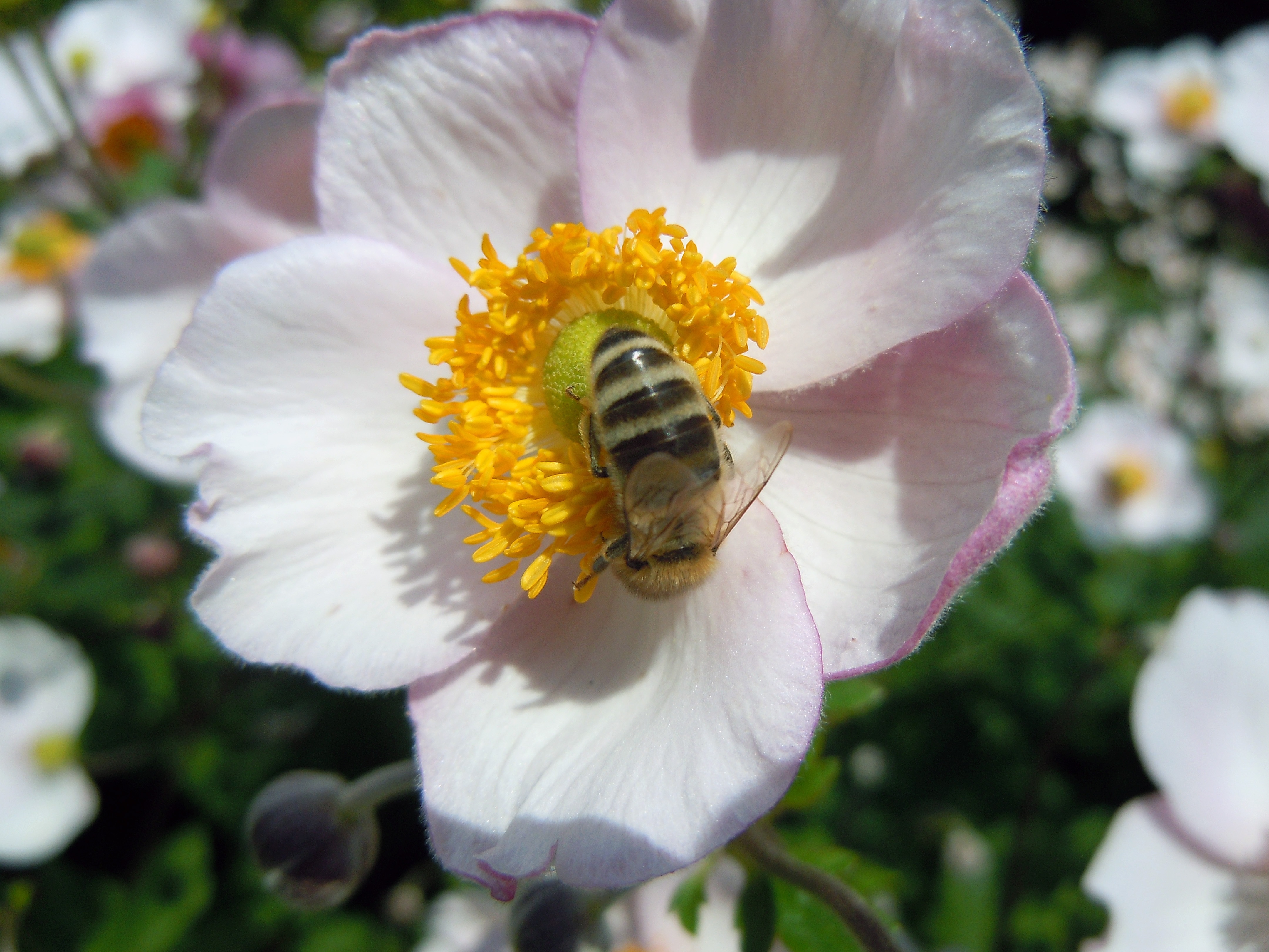 white pink flower and bee