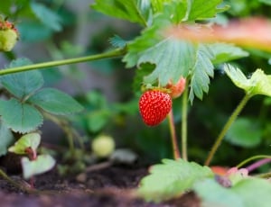 strawberry fruit on plant's stem thumbnail
