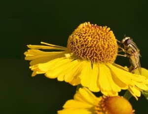sunflower and bee thumbnail