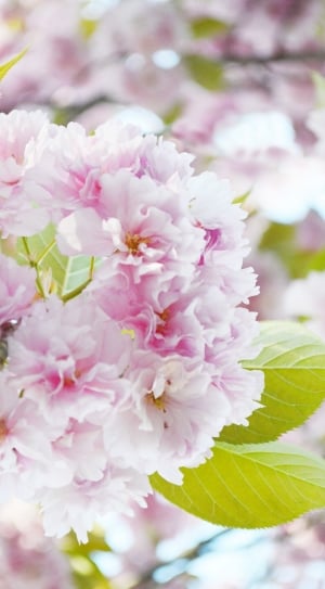 Wood, Spring, Bloom, Pink, Green, Street, flower, blossom thumbnail