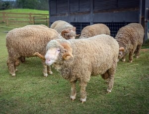 6 grey and brown sheeps thumbnail