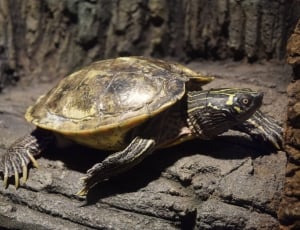 brown and black turtle thumbnail