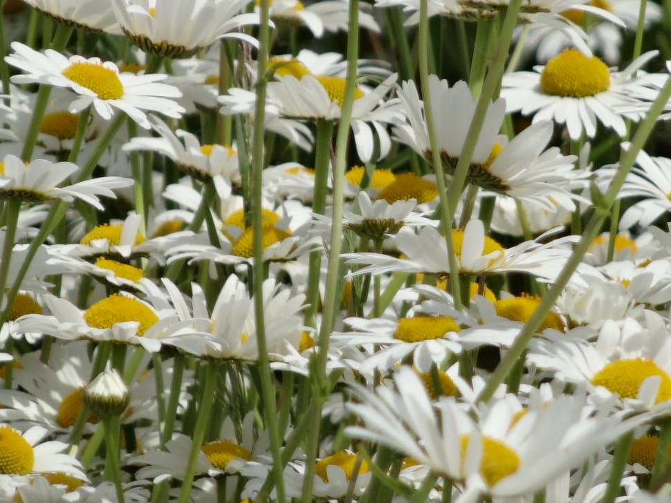 white chamomile flowers preview