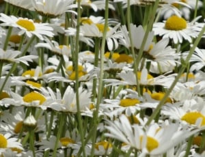white chamomile flowers thumbnail