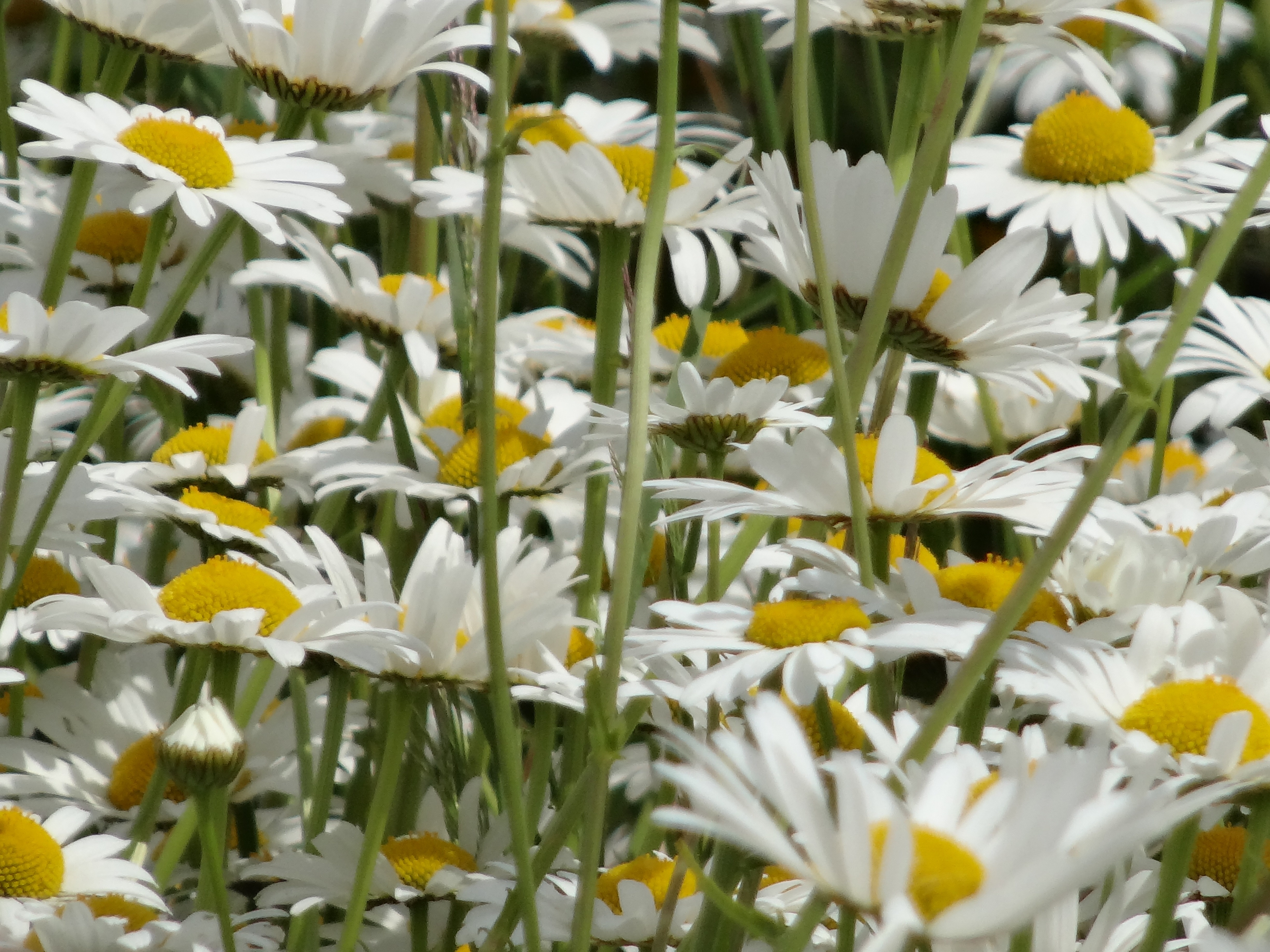 white chamomile flowers