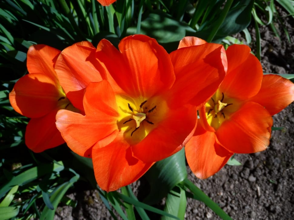 Orange, Light, Tulip, Blossom, Bloom, flower, plant preview