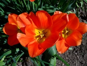 Orange, Light, Tulip, Blossom, Bloom, flower, plant thumbnail