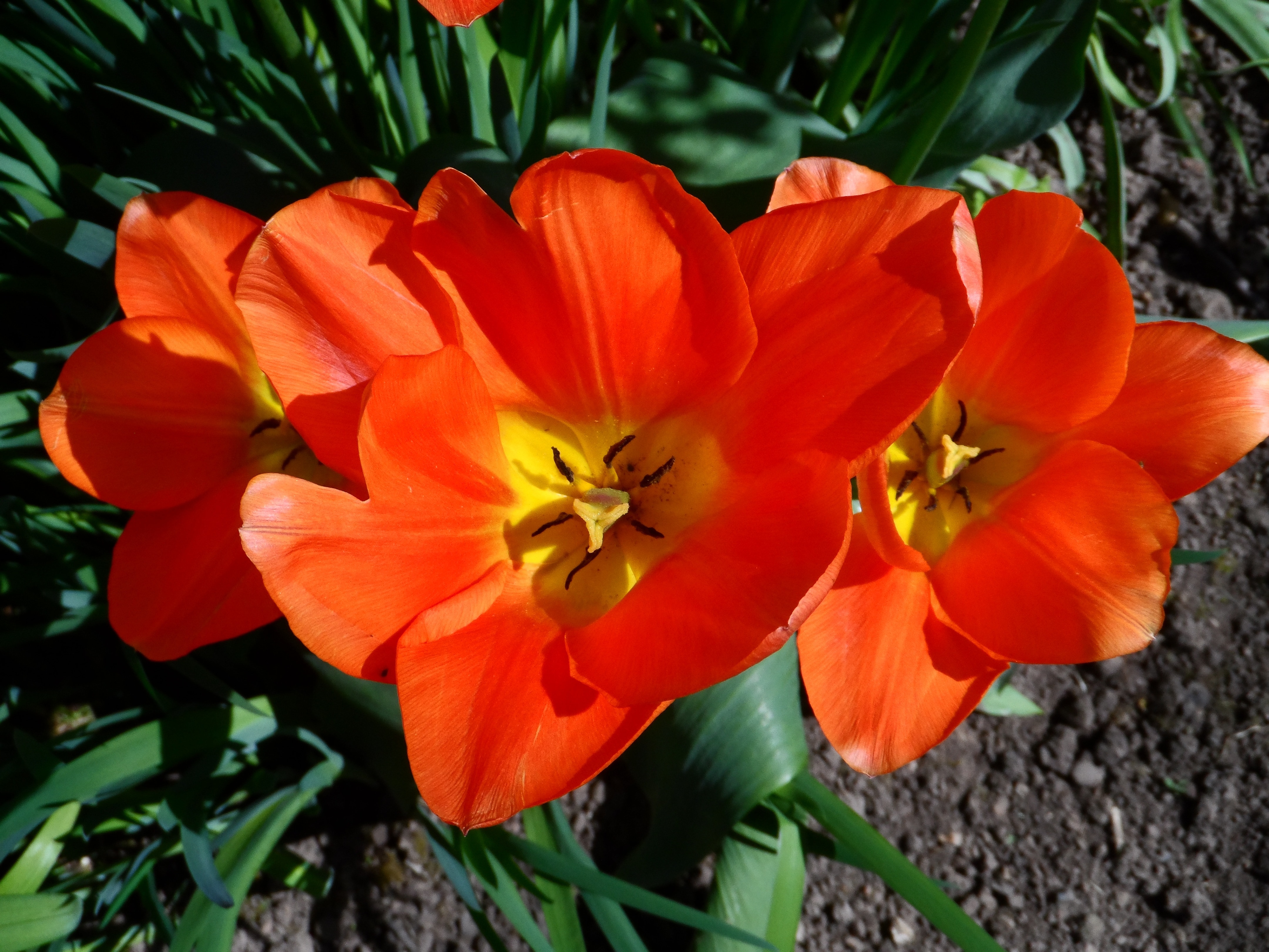 Orange, Light, Tulip, Blossom, Bloom, flower, plant