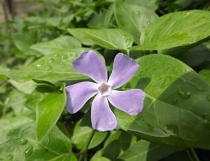 purple 5-petaled flower blooming at daytime thumbnail