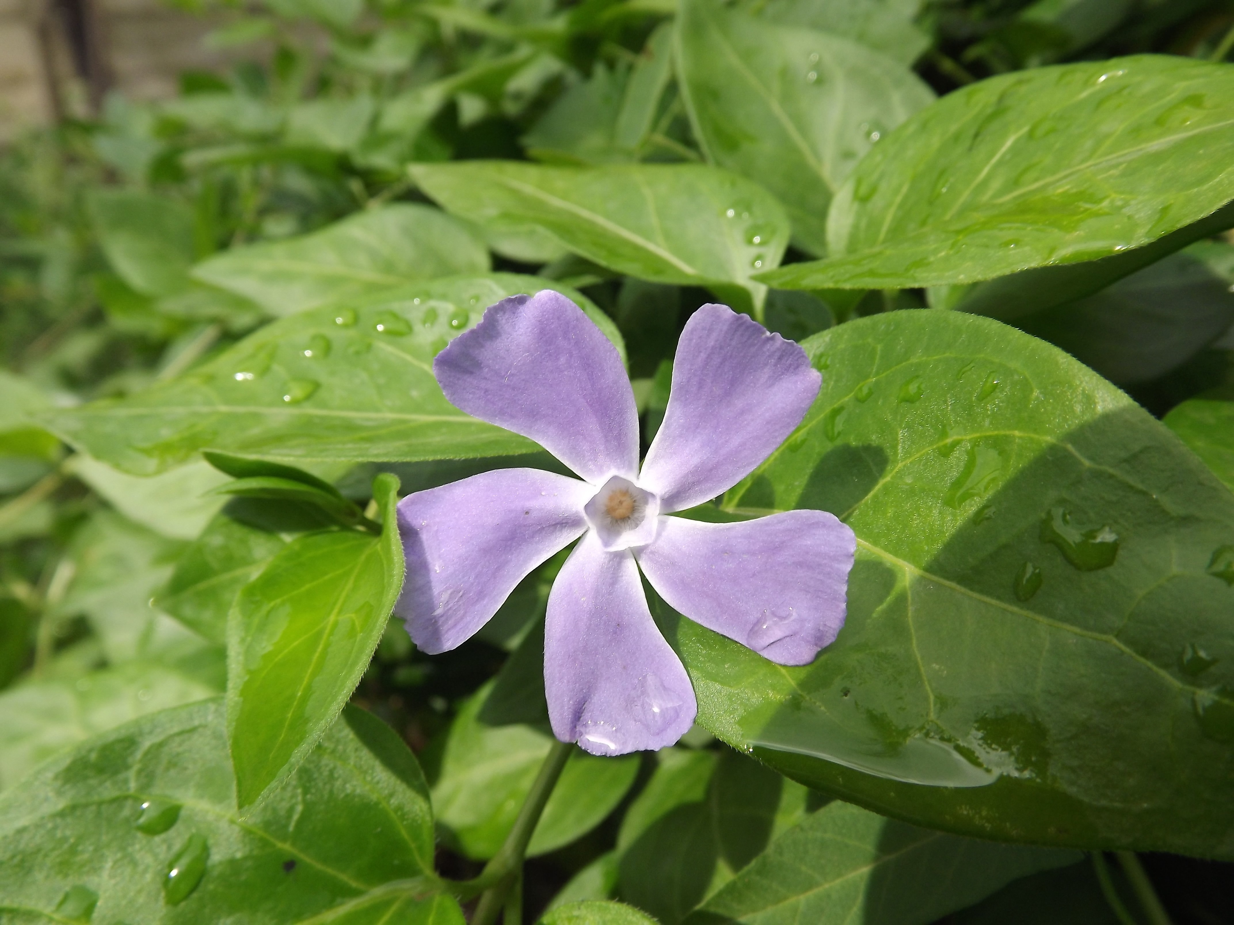 purple 5-petaled flower blooming at daytime