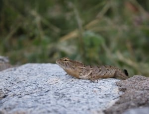 selective focus photography of gray lizard thumbnail