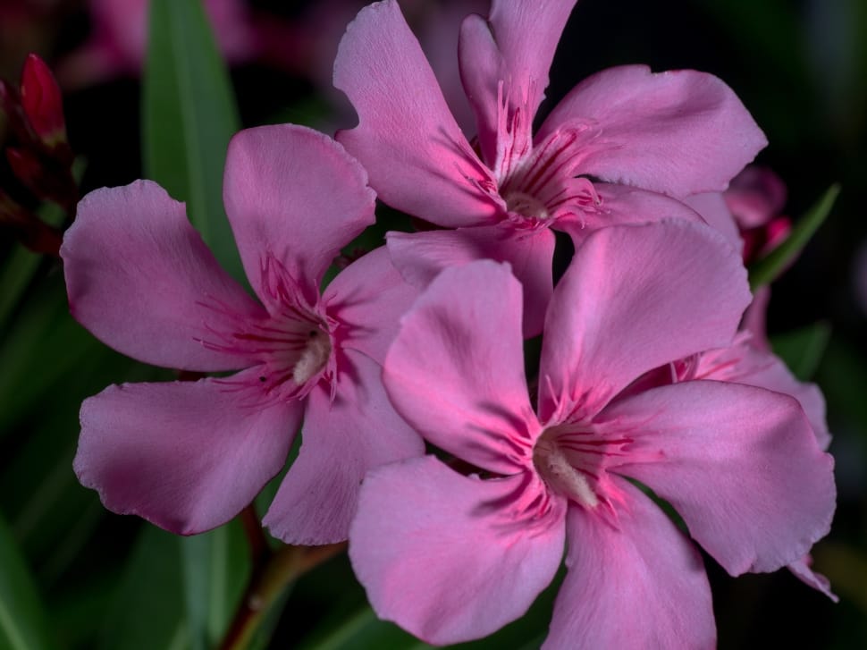 Oleander, Flowers, Macro, flower, pink color preview