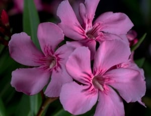 Oleander, Flowers, Macro, flower, pink color thumbnail