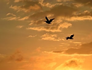 silhouette of 2 birds flying thumbnail