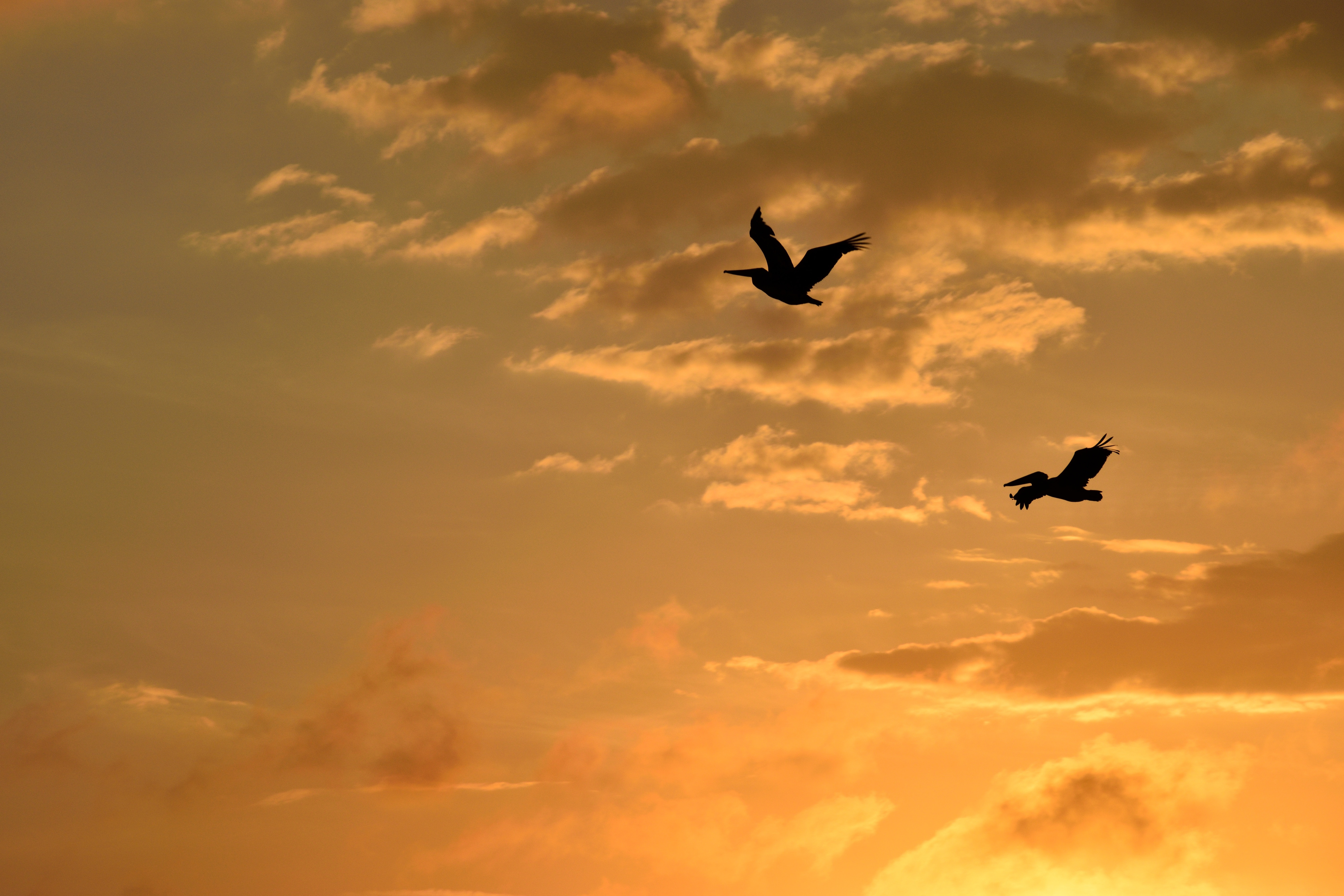 silhouette of 2 birds flying