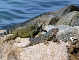 2 iguanas thumbnail