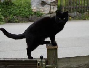 black tabby cat thumbnail