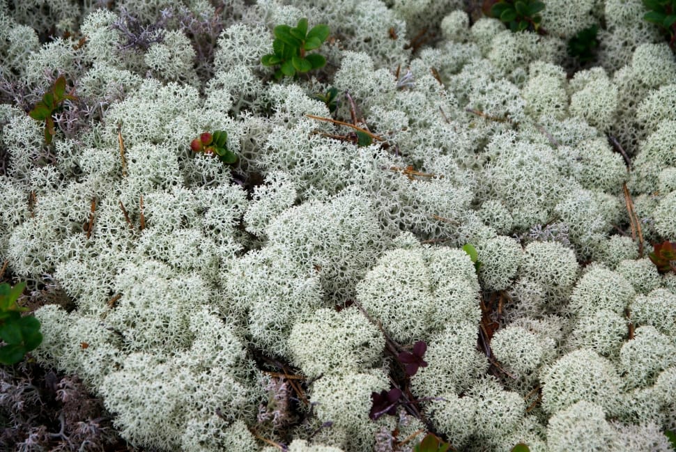 white corals preview