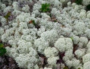 white corals thumbnail