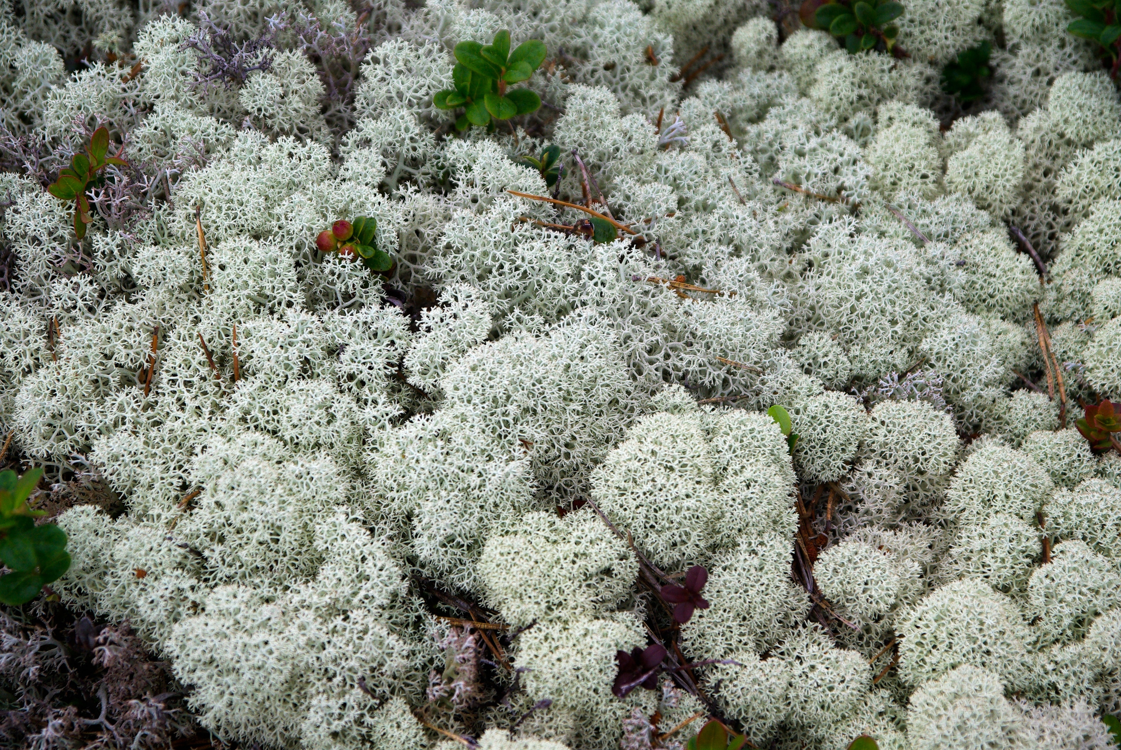 white corals