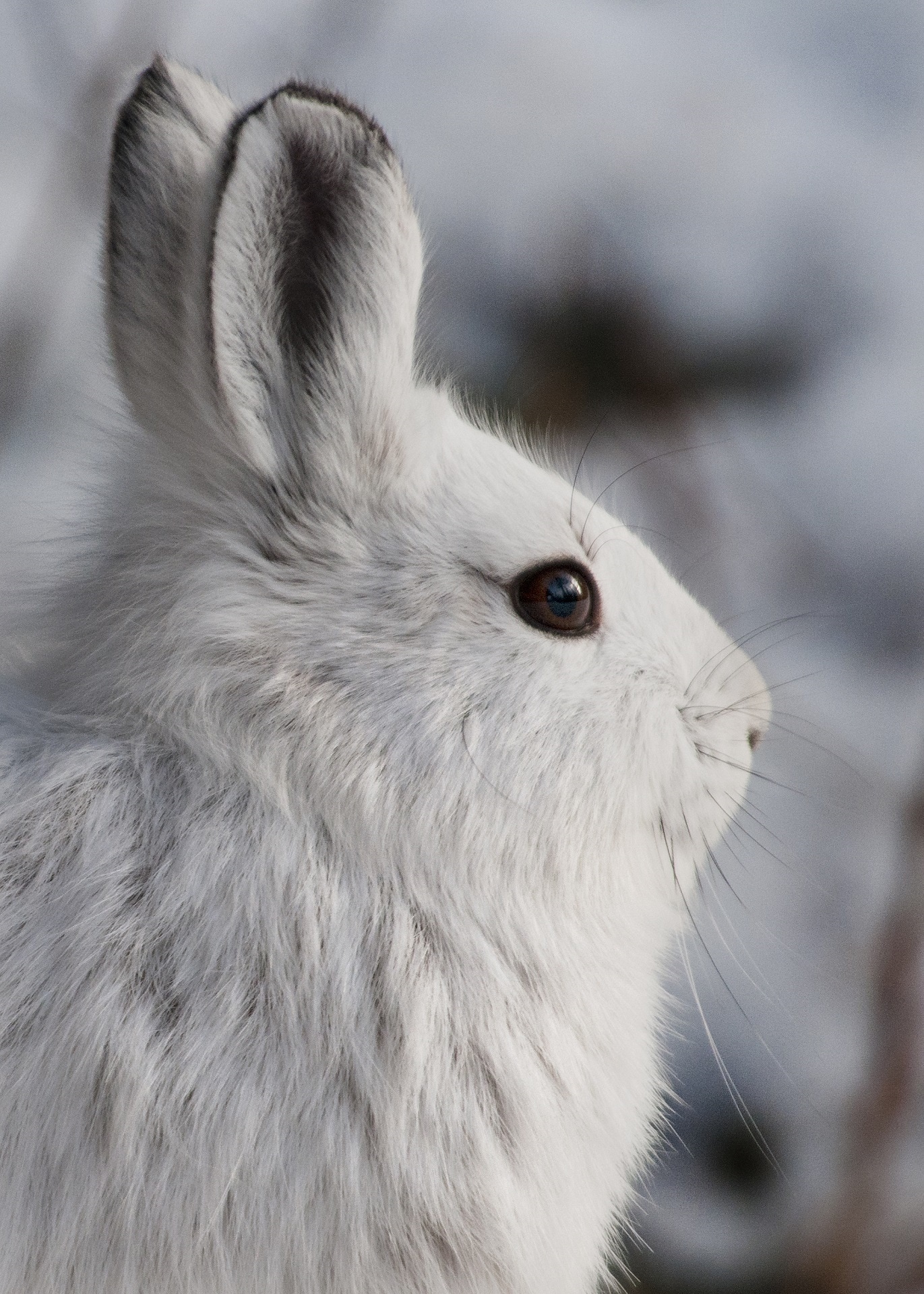macro shot of white rabbit
