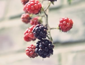 red and blue berries thumbnail