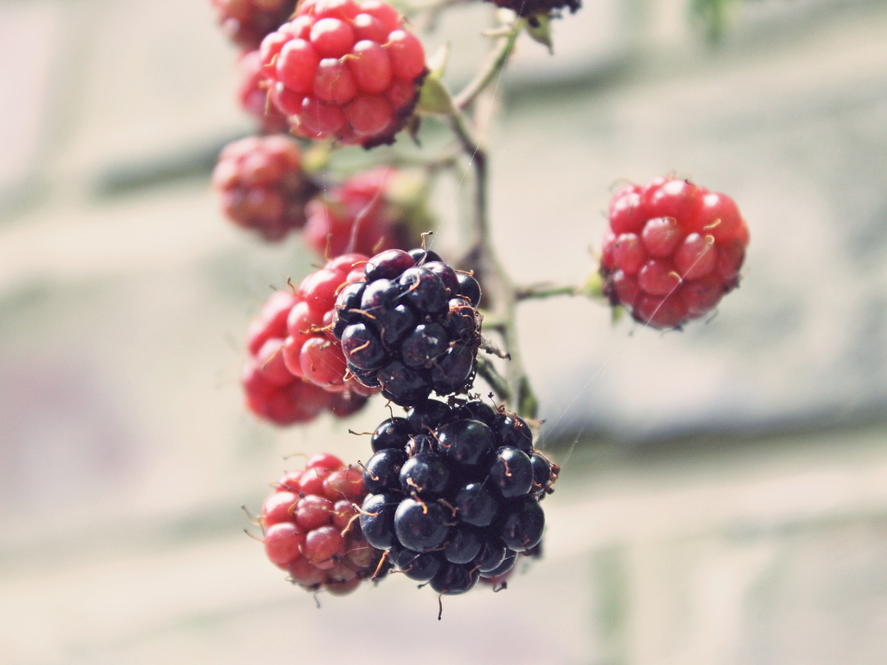 red and blue berries