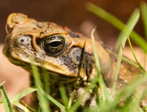 brown and black frog thumbnail
