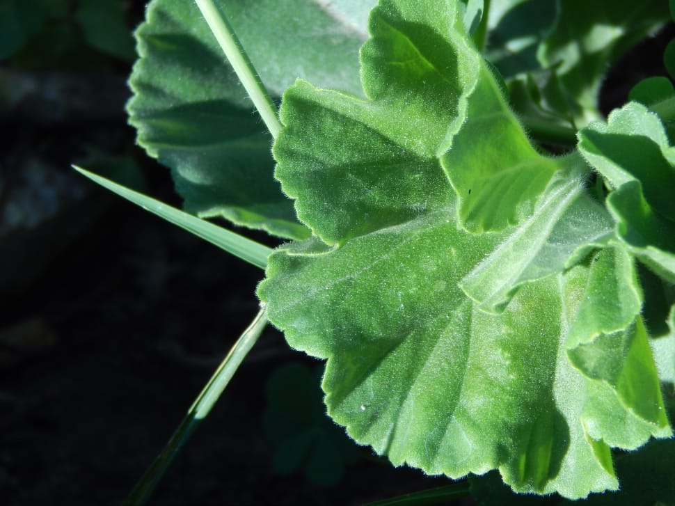closeup photo of green leaf plant preview