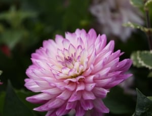 Garden, Dahlia, Flower, Nature, flower, petal thumbnail