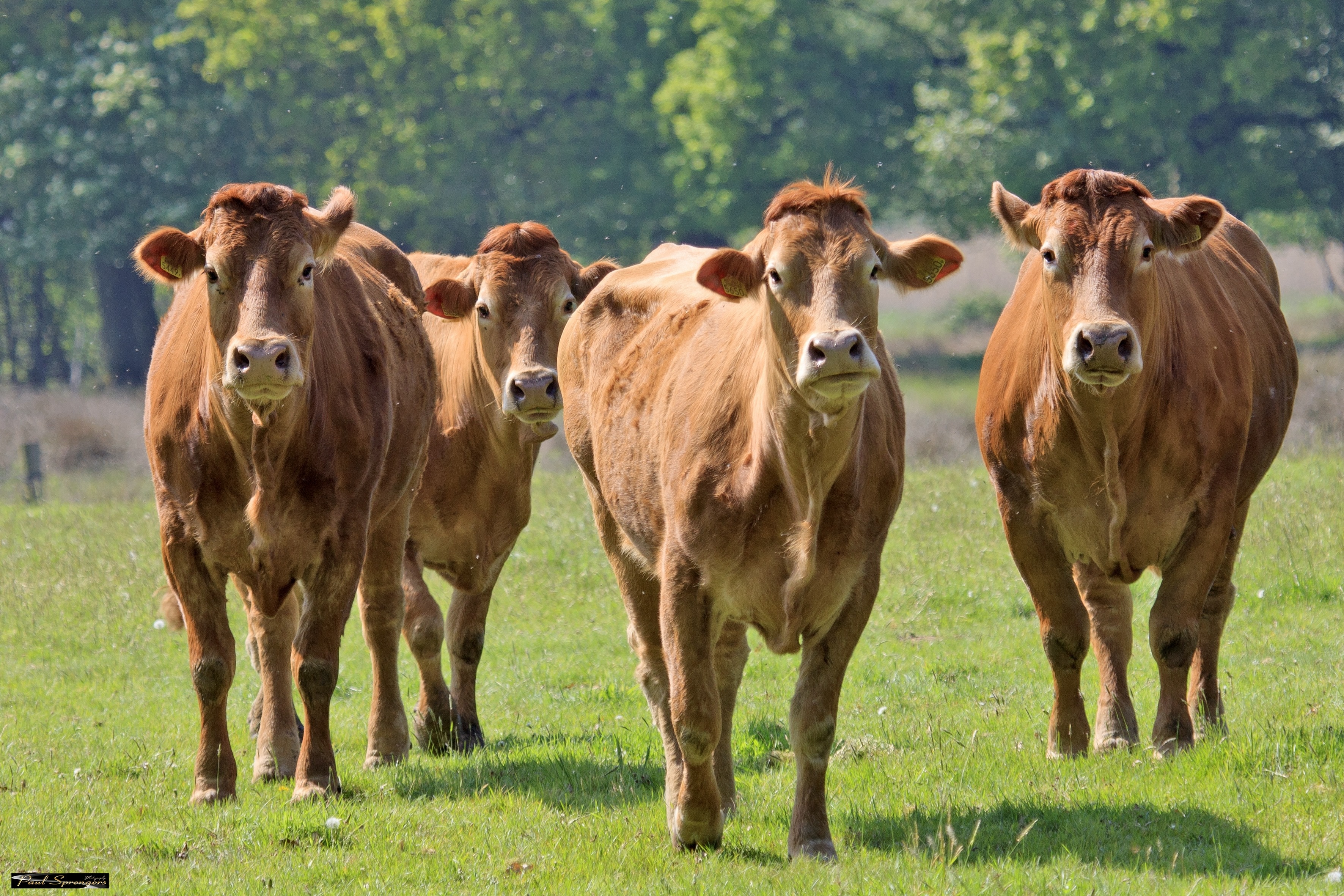 four brown cows in green grassfield during daytime