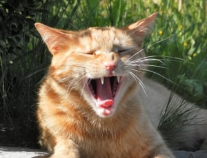 Ginger Fur, Animal, Teeth, Yawn, Cat, domestic cat, one animal thumbnail