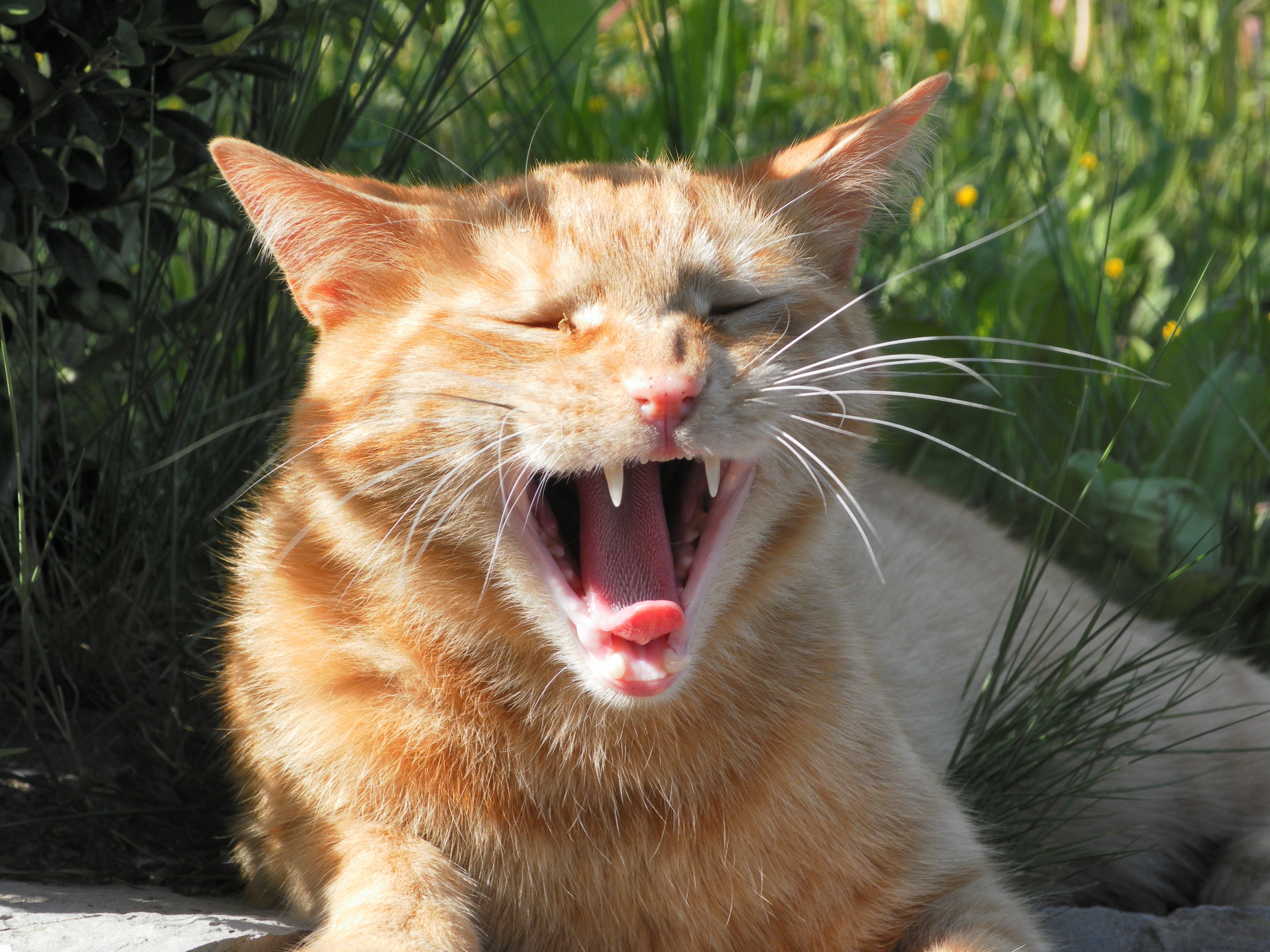 Ginger Fur, Animal, Teeth, Yawn, Cat, domestic cat, one animal