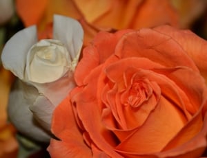 orange and white rose flower thumbnail