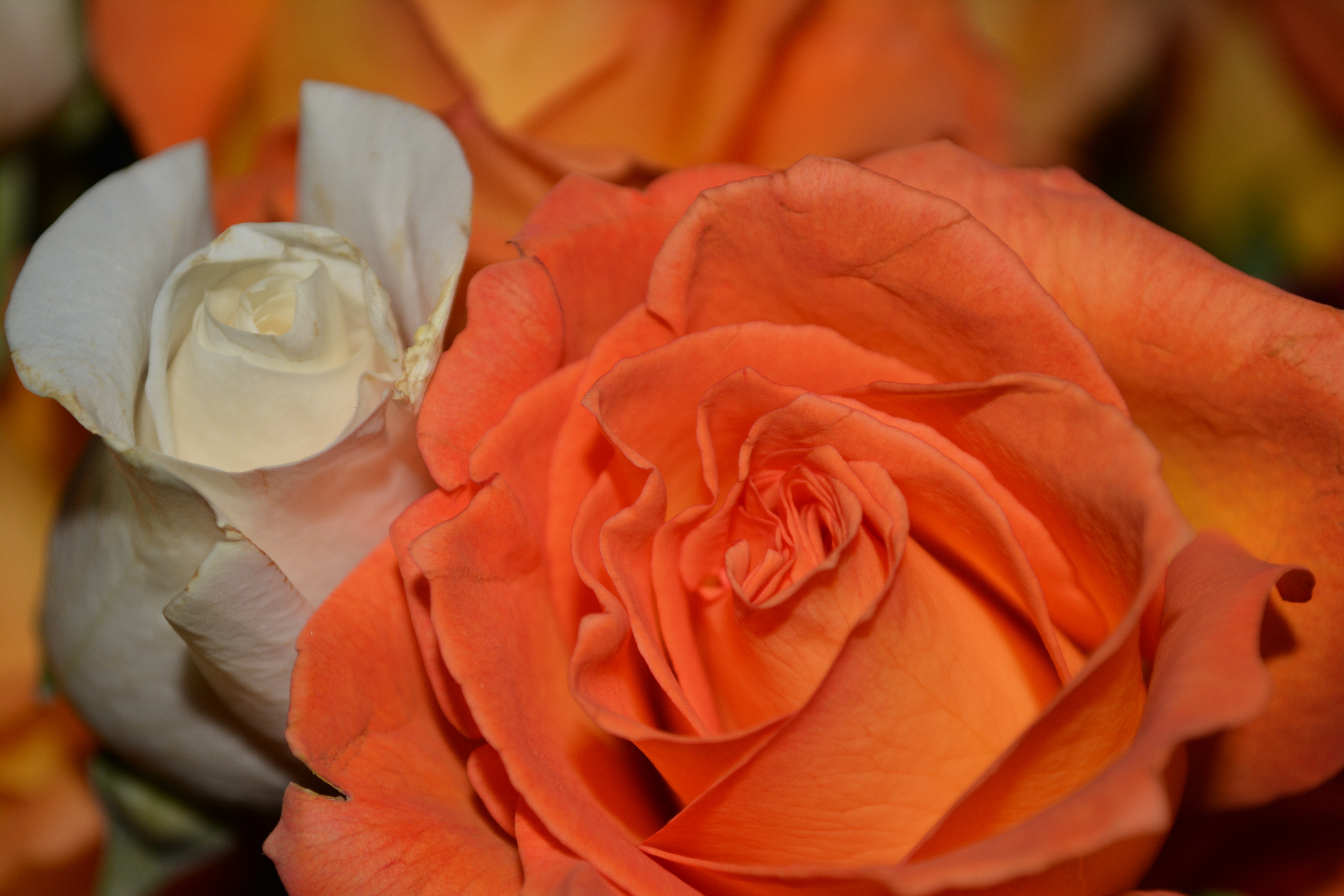 orange and white rose flower