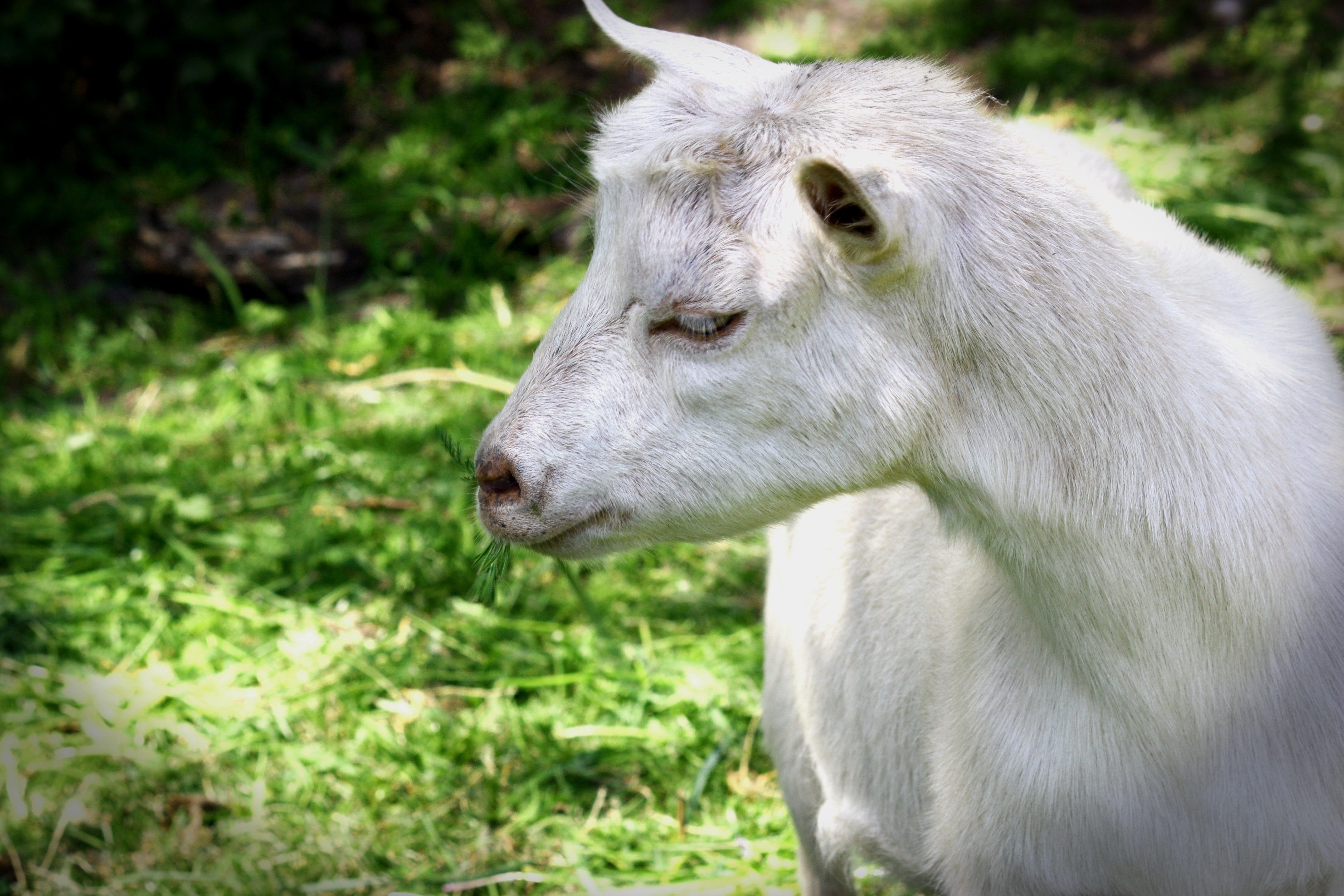 Pet, Livestock, Goat, Billy Goat, animal themes, one animal