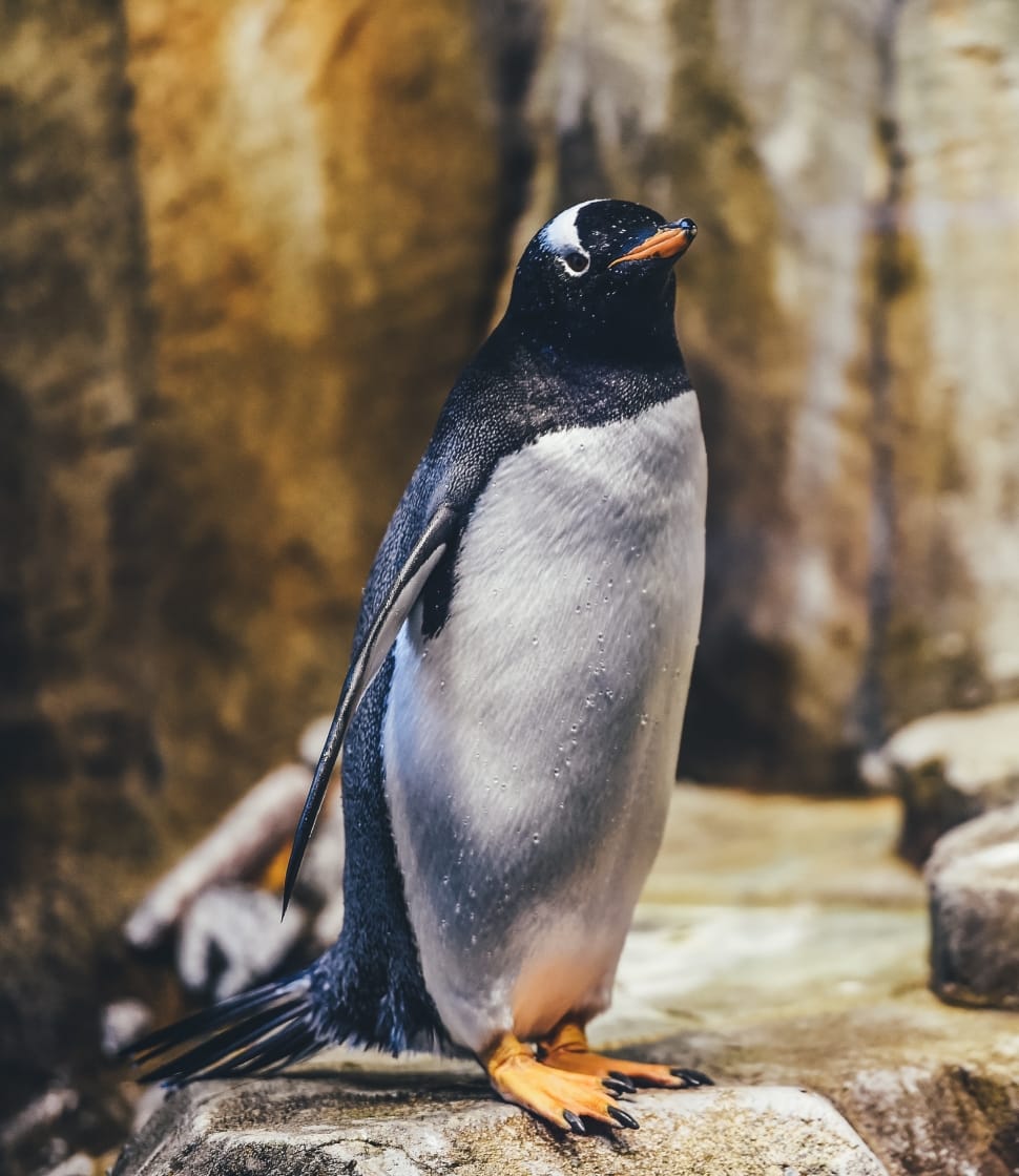 close up photography of white and black penguin on gray stone preview