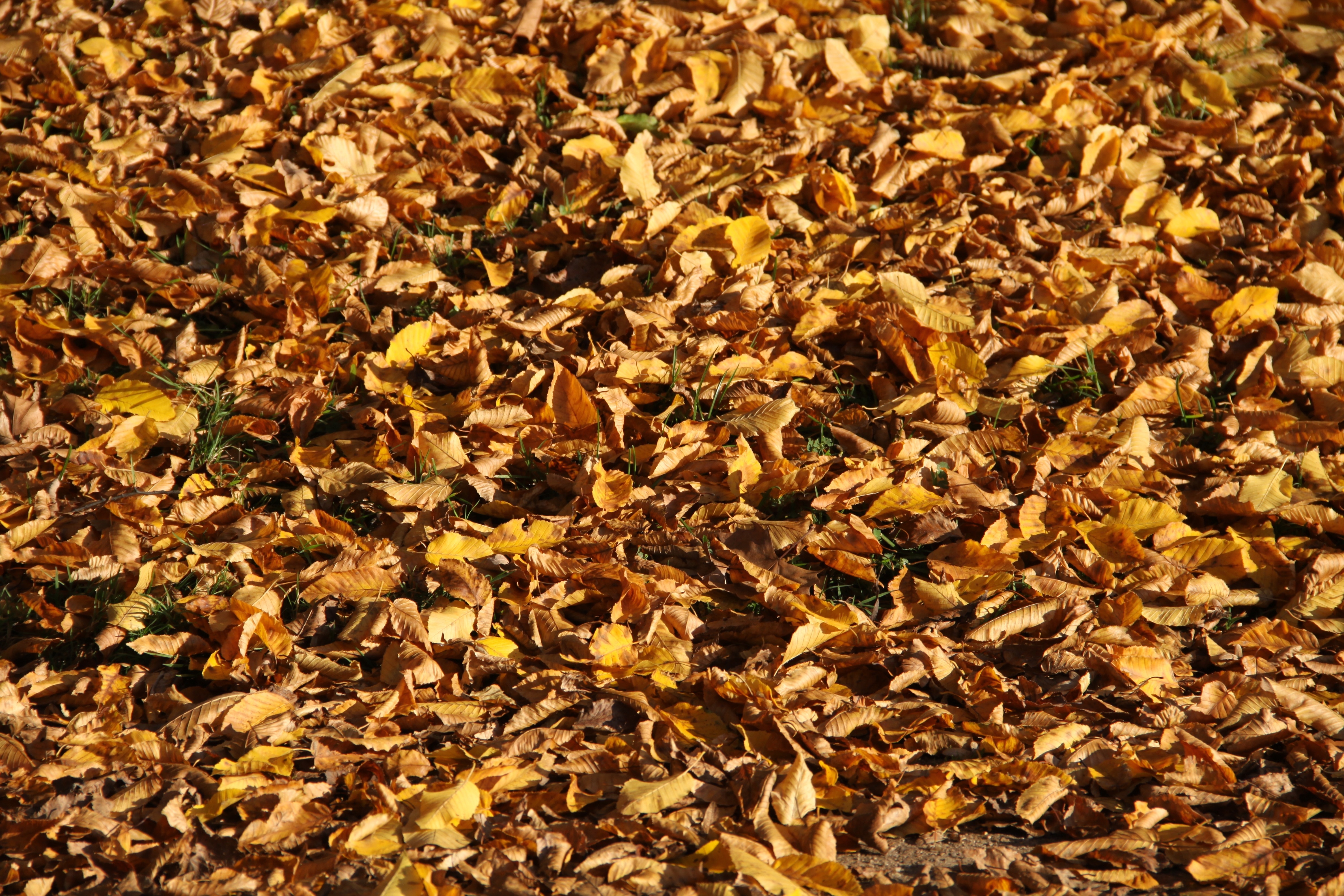 brown leaf lot