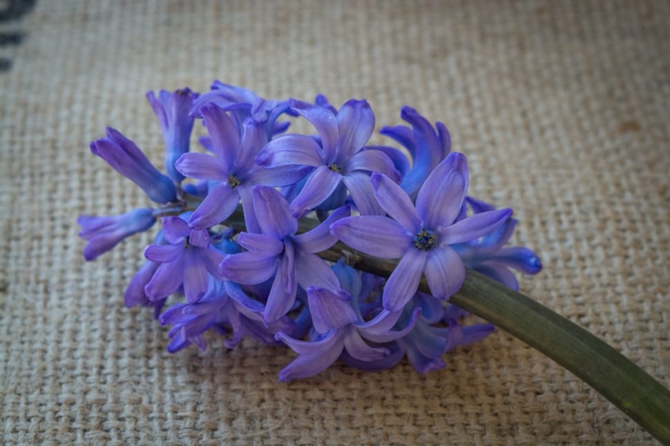 Blue, Flower, Hyacinth, Blue Flower, flower, purple preview