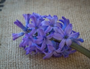 Blue, Flower, Hyacinth, Blue Flower, flower, purple thumbnail