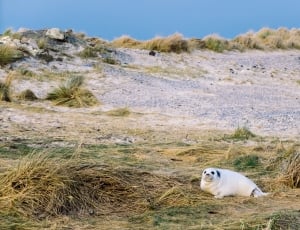white seal on green grass thumbnail